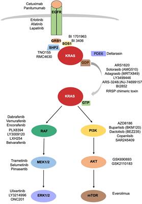 Targeting KRAS: The Elephant in the Room of Epithelial Cancers